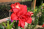 IMG_0140_thumb.jpg