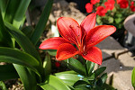 IMG_0144_thumb.jpg