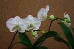 IMG_0145_thumb.jpg