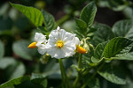 IMG_0157_thumb.jpg